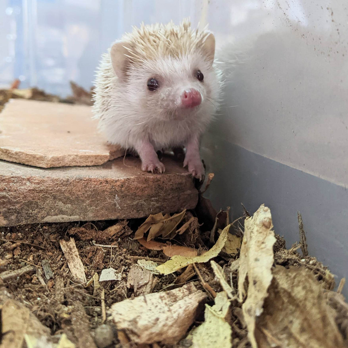 Bioactive Hedgehog Enclosure