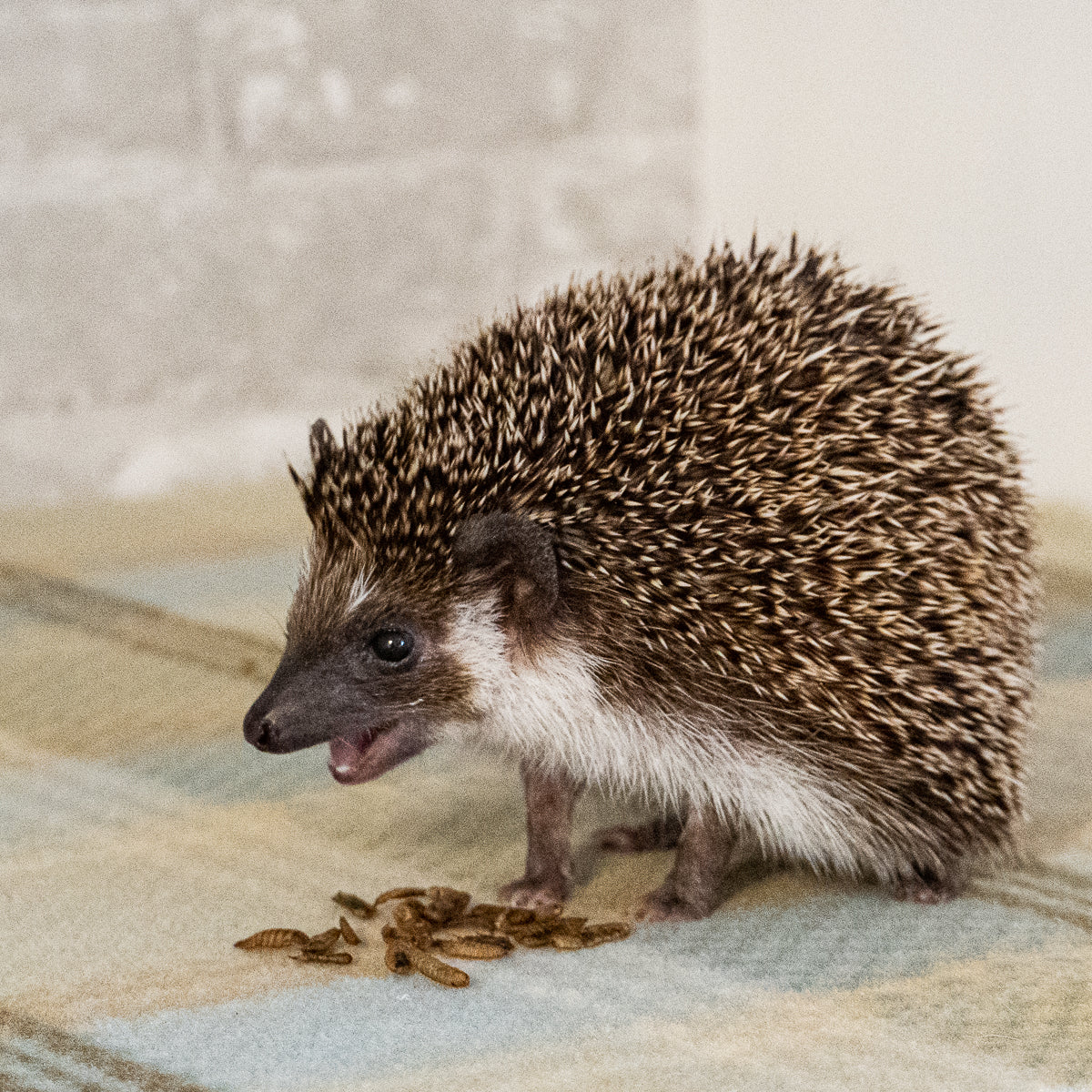 Why we love BSFL (The Best Hedgehog Treats) Hedgehog Precision