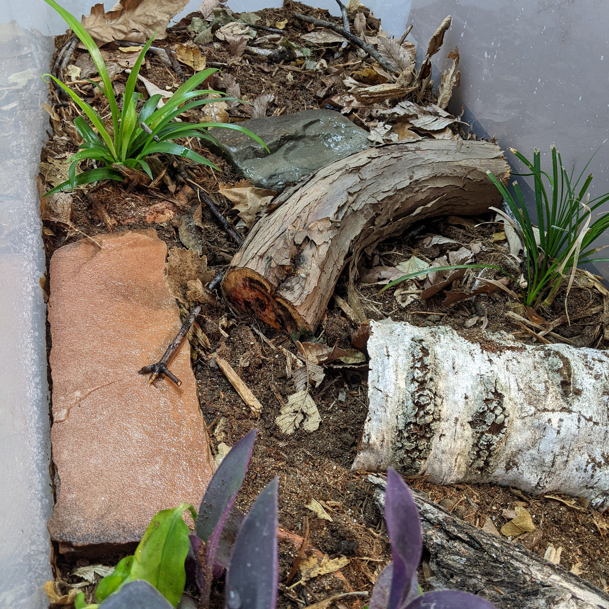 Bioactive Hedgehog Enclosure, Part 5 Safe Plants and Accessories