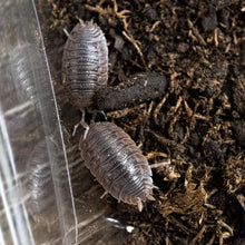 Isopods - Giant Canyon