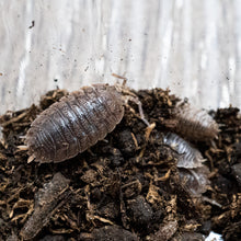 Isopods - Giant Canyon