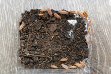 Isopods - Powder Orange