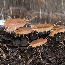 Isopods - Powder Orange