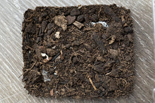 Isopods - Dwarf White