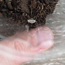 Isopods - Dwarf White