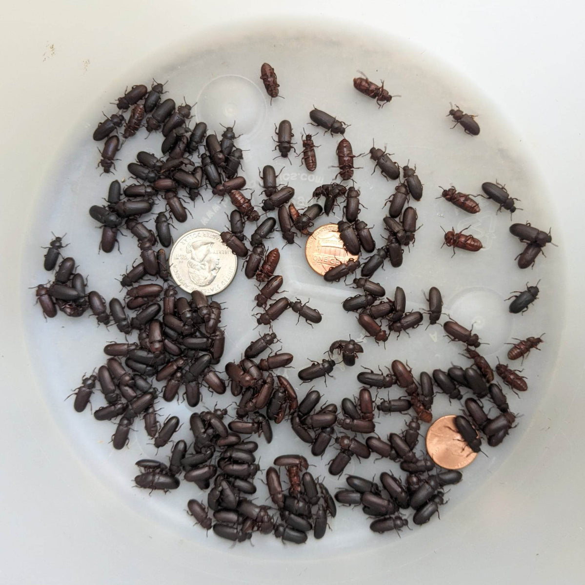 Live Insects Mealworm Beetles Hedgehog Precision