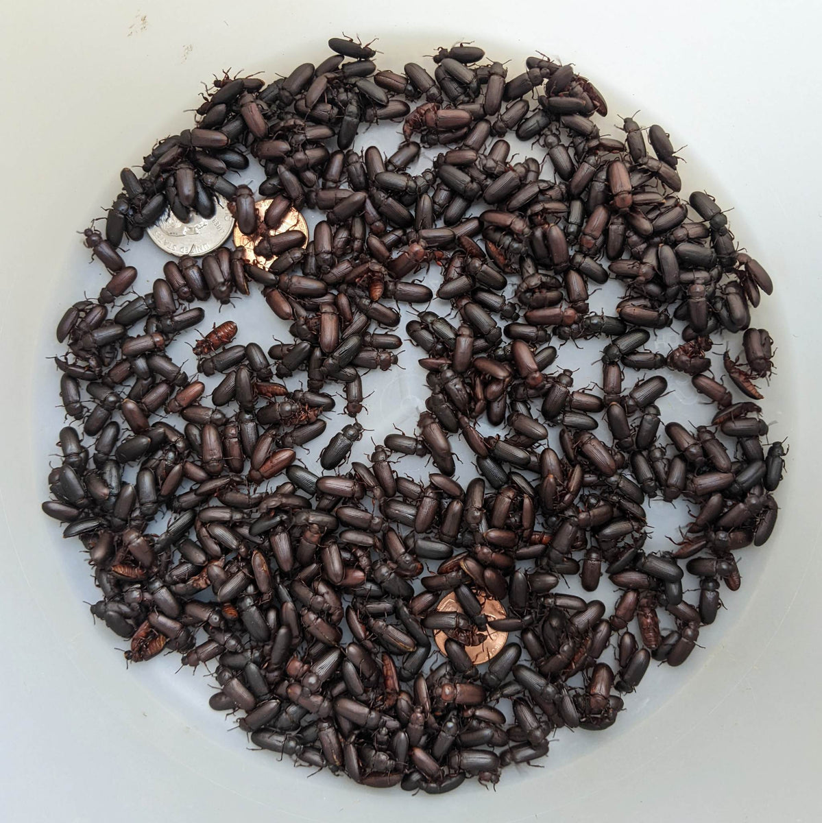 Live Insects Mealworm Beetles Hedgehog Precision