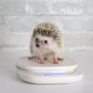 Pet hedgehog standing on a white scale 