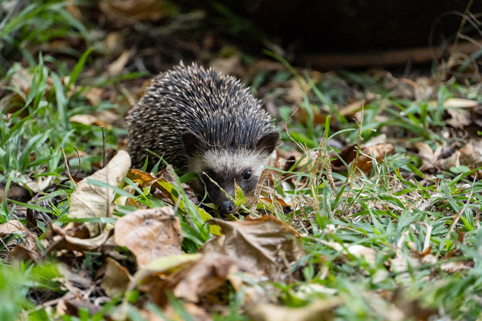 Bioactive Hedgehog Enclosure - Habitat Inspiration
