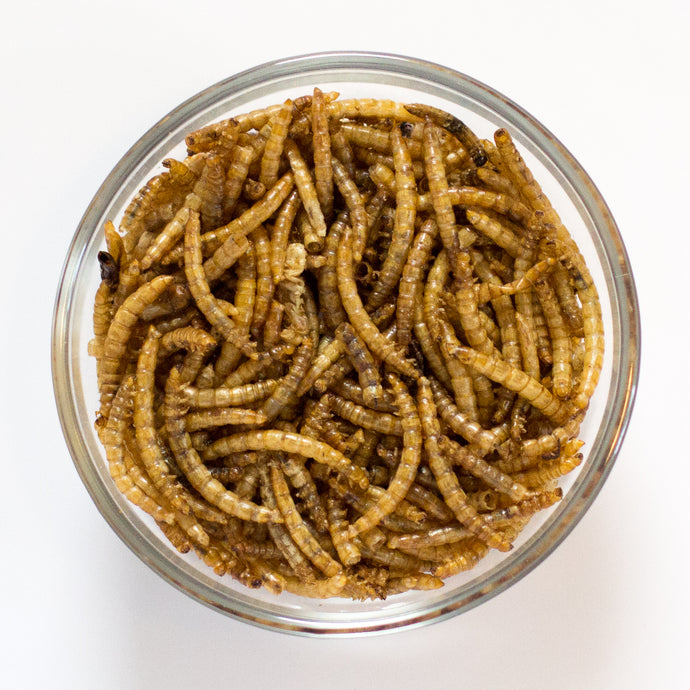 Mealworms, MBD, and Calcium Deficiency - Mostly Myth or Serious Risk?