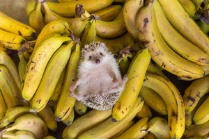 How your hedgehog combats food waste