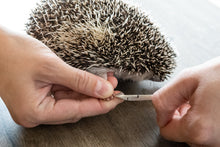While the hedgehog stands on a table surface, I hold onto the front right foot with my right hand, and use the trimmers in my left hand.