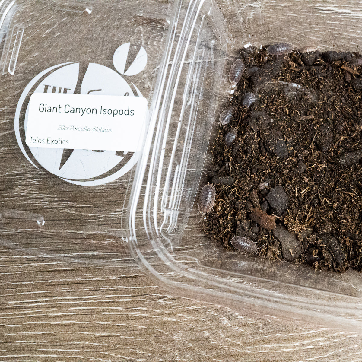 Insect. Shop Live Insects - Dubia Roaches For Sale – Hedgehog Precision