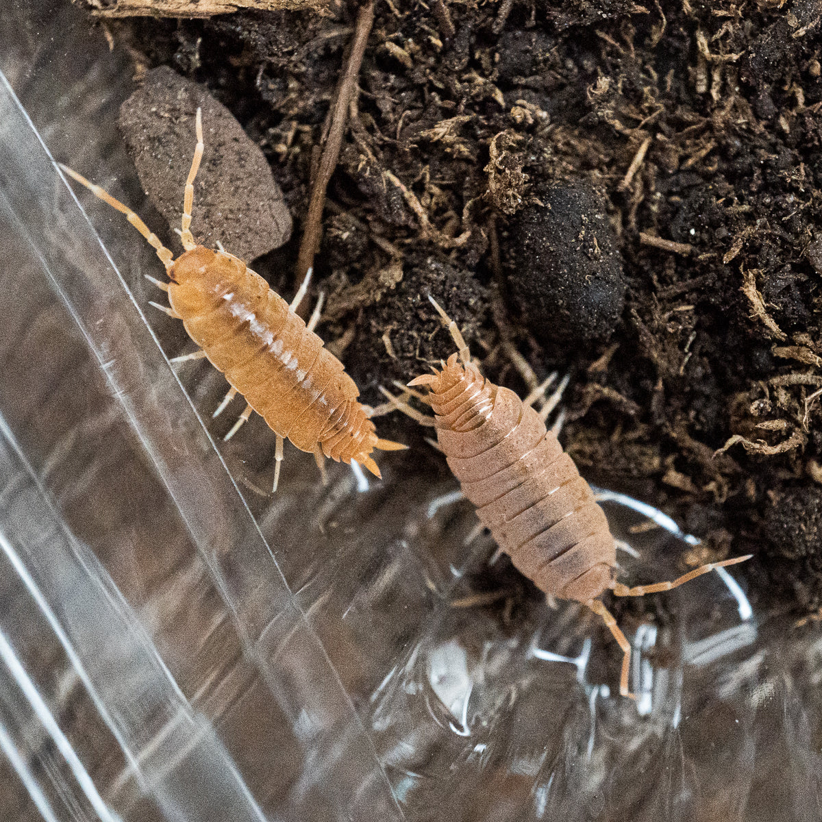Isopods - Powder Orange – Hedgehog Precision