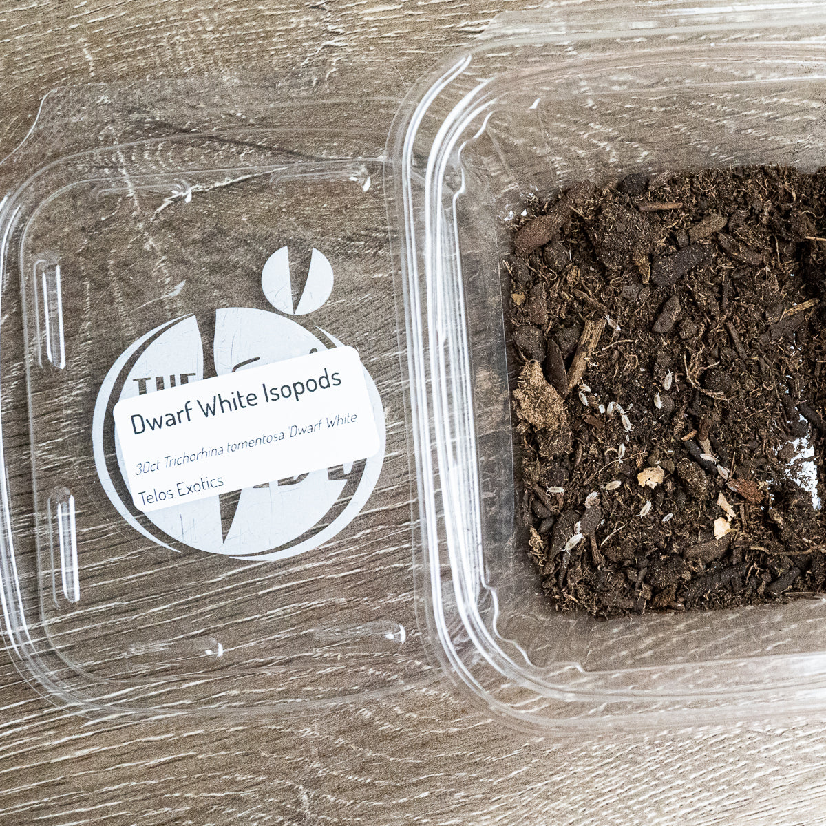 Isopods - Dwarf White – Hedgehog Precision