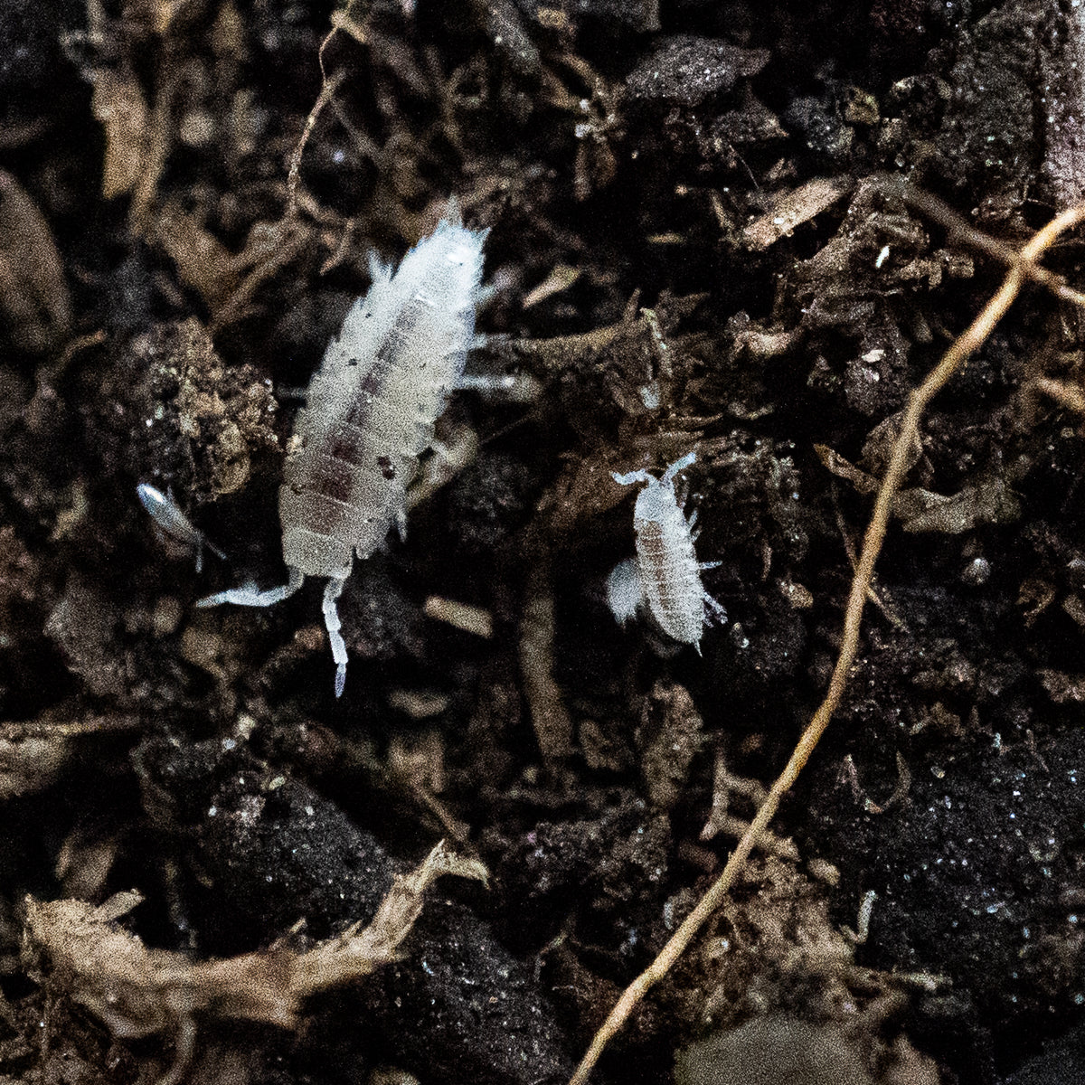 Isopods - Dwarf White – Hedgehog Precision