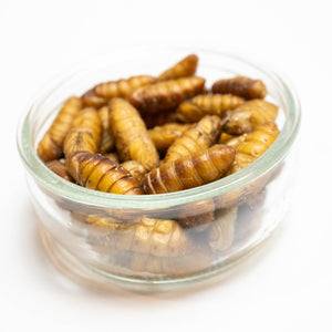 Dried Silkworm Pupae