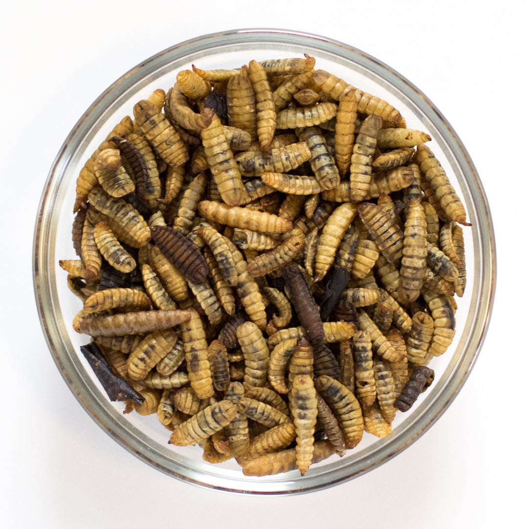 Dried Insects & Treats – Hedgehog Precision