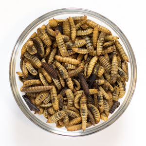 Top down view of a dish displaying Dried Black Soldier Fly Larvae