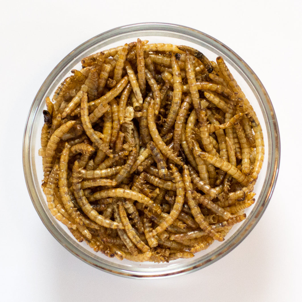 Top down view of Dried Mealworms in a dish 