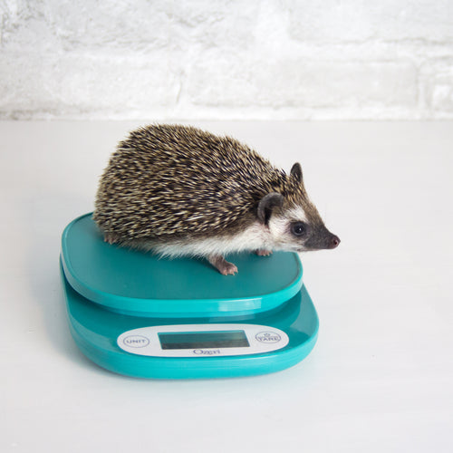 A pet hedgehog standing on a teal scale