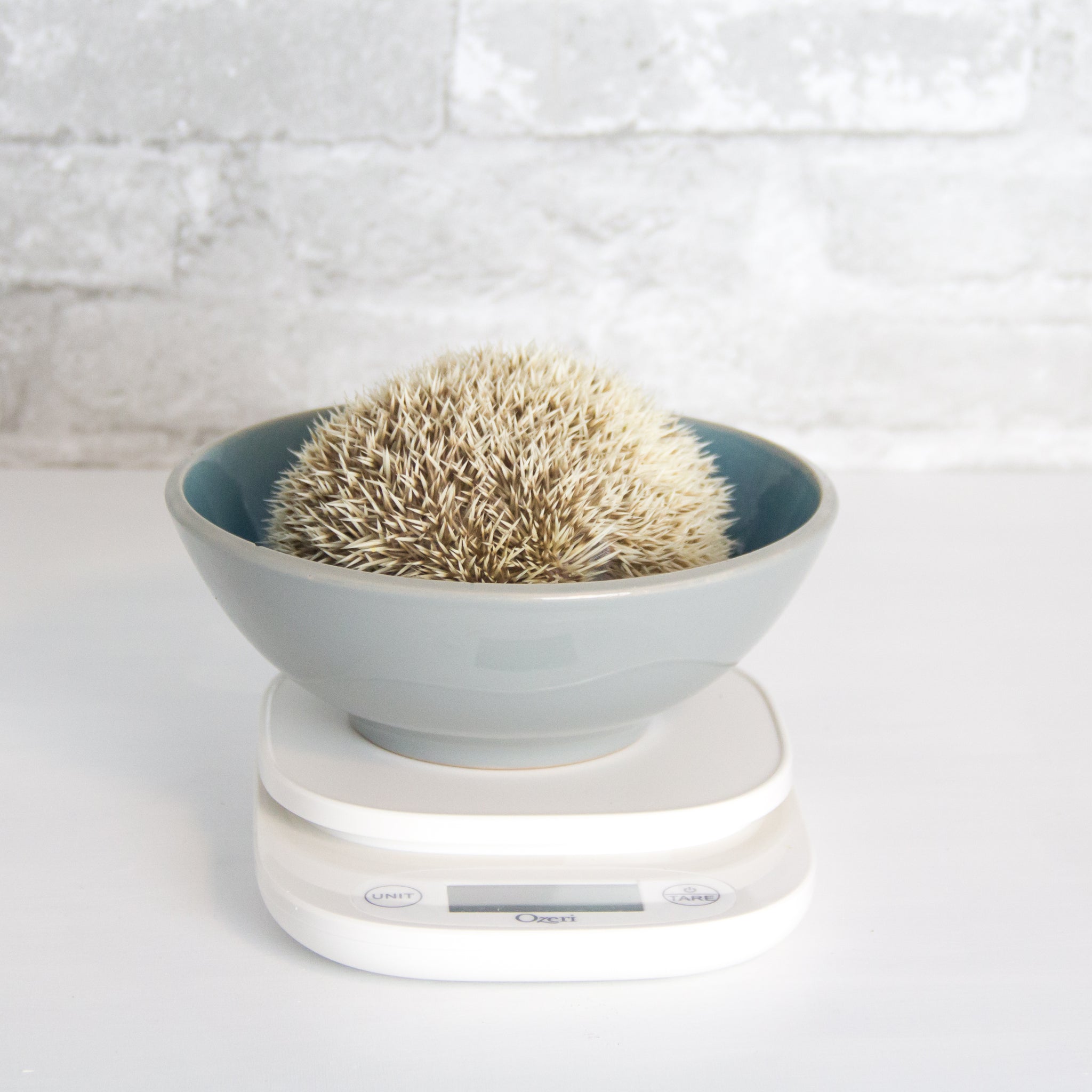Digital Scale – Hedgehog & Exotic Pet Supplies